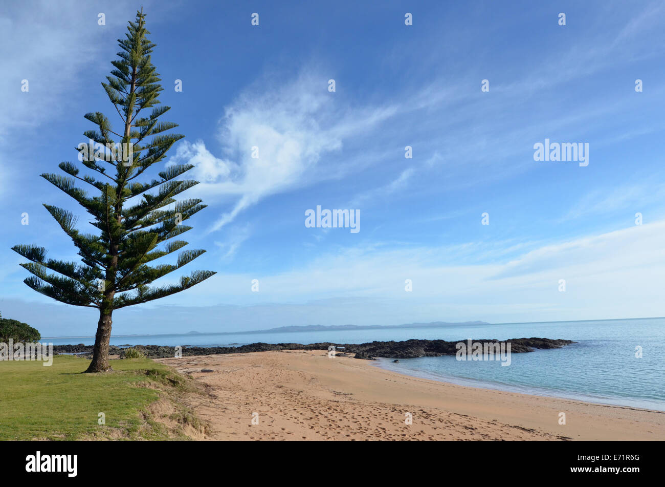 Norfolk Island Pine Tree High Resolution Stock Photography And Images Alamy Norfolk Island Pine Tree High Resolution Stock Photography And Images Alamy