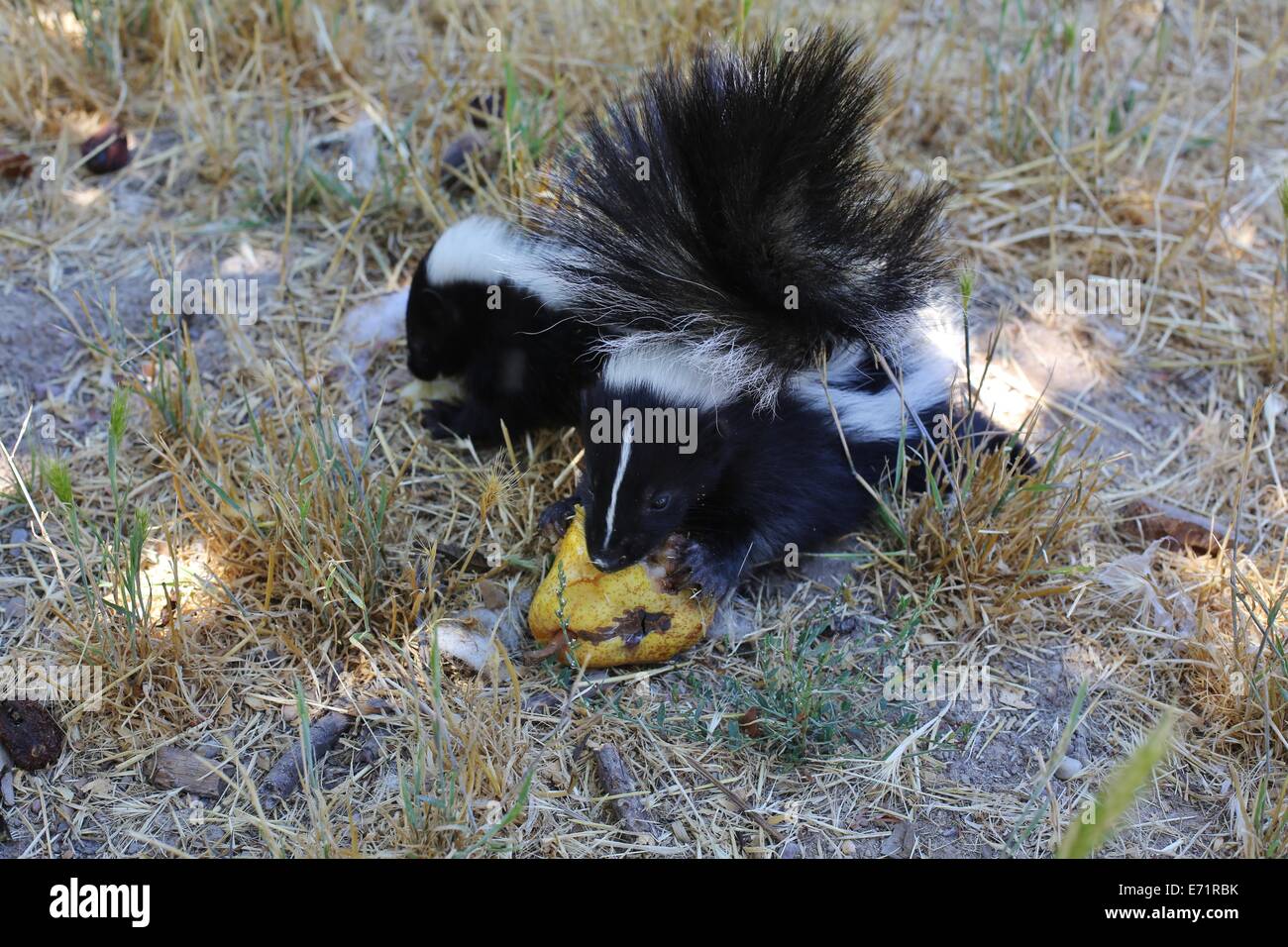 Skunk eating hi-res stock photography and images - Alamy