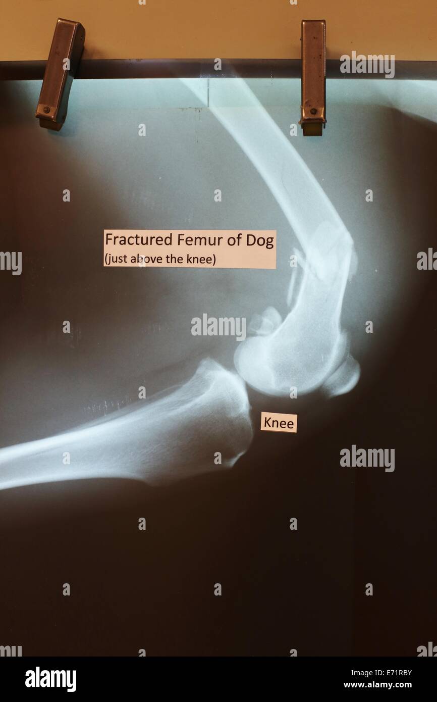 An x ray of a dog's broken femur on display at the Minnesota State Fair