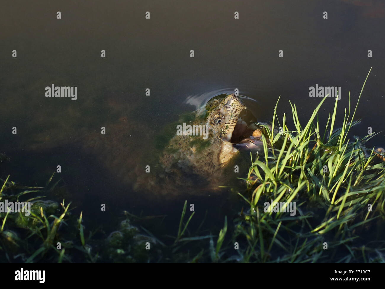 A snapping turtle in water eating a pellet of turtle food Stock Photo
