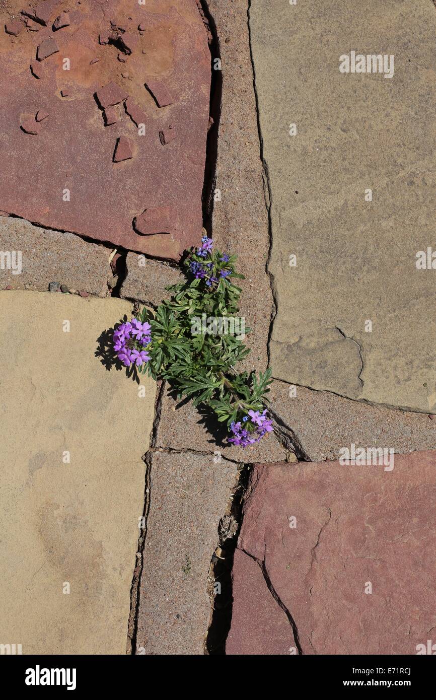Sidewalk Crack High Resolution Stock Photography and Images - Alamy