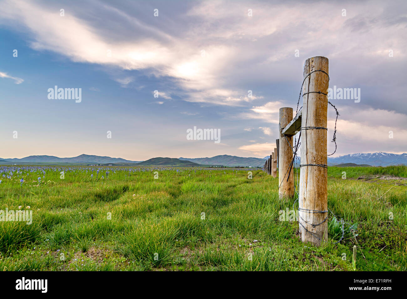 Wood fence flowers hi-res stock photography and images - Alamy