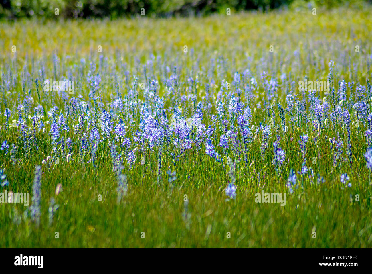 BLue lily in a field Stock Photo Alamy