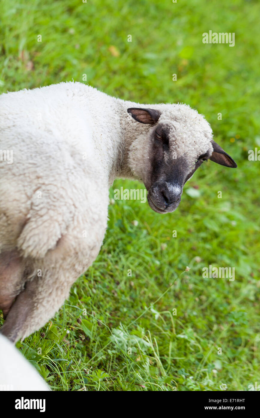 Black faced sheep with a short curly woolly fleece standing in a summer pasture looking at the camera Stock Photo