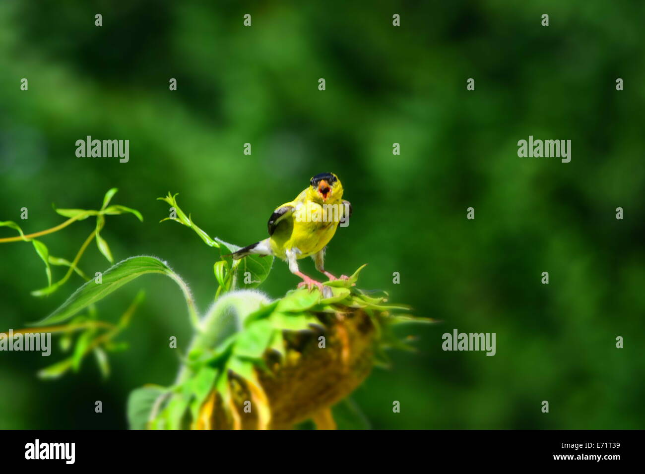 goldfinch on sunflower Stock Photo - Alamy