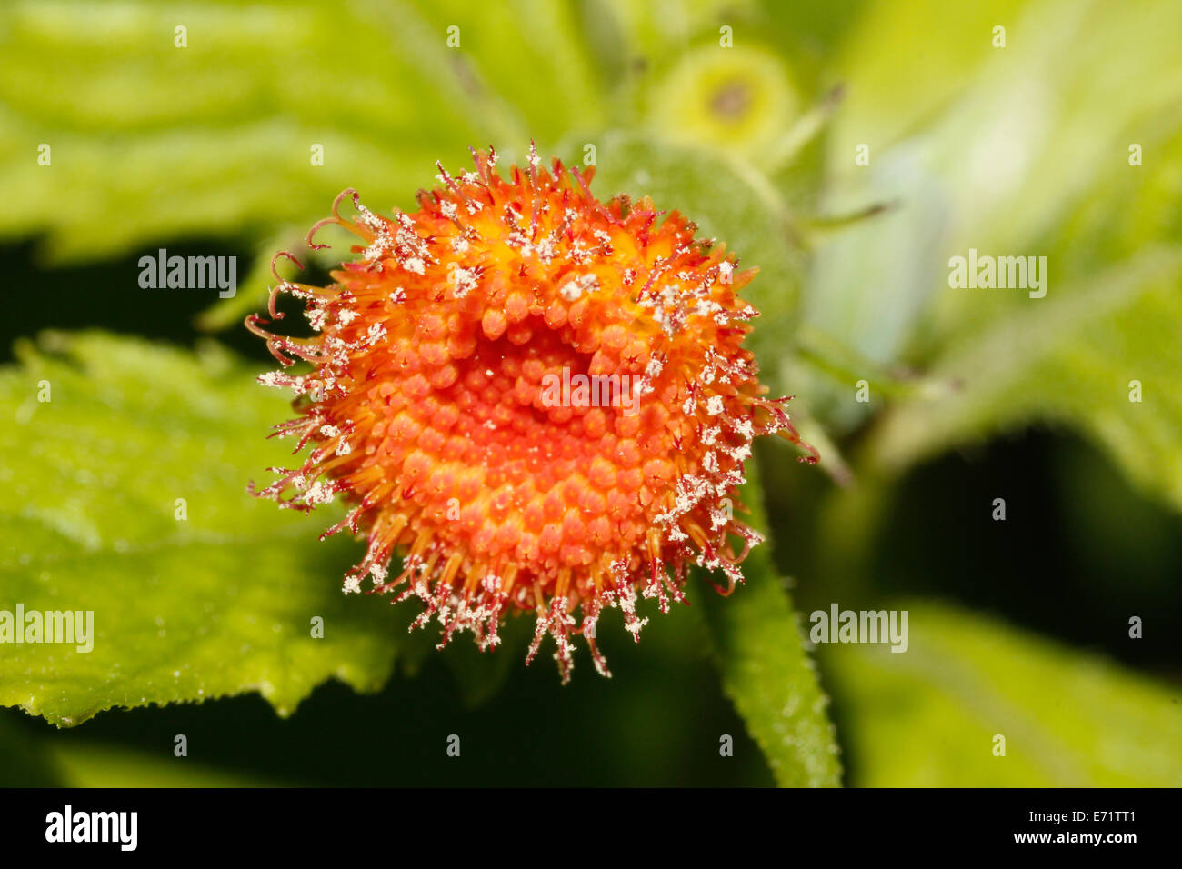 Red Florida Tassel Flower Stock Photo Alamy