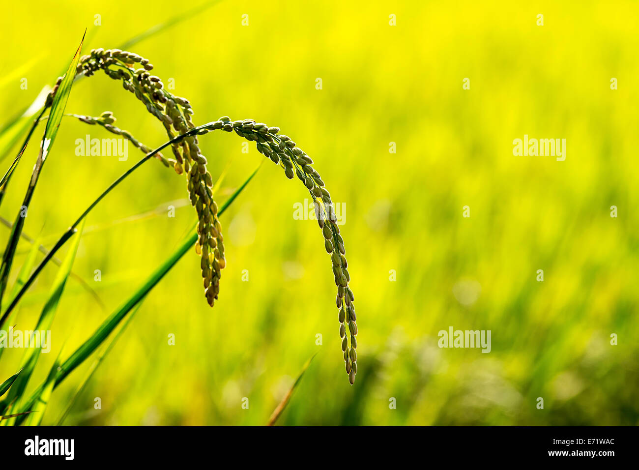 Paddy rice for adv or others purpose use Stock Photo - Alamy