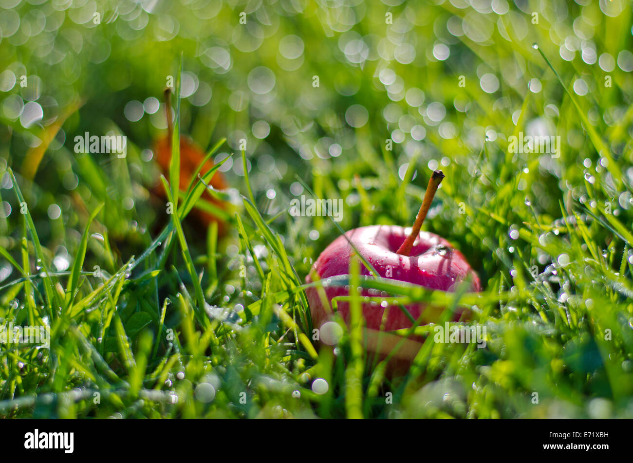 Apple Wallpaper Grass