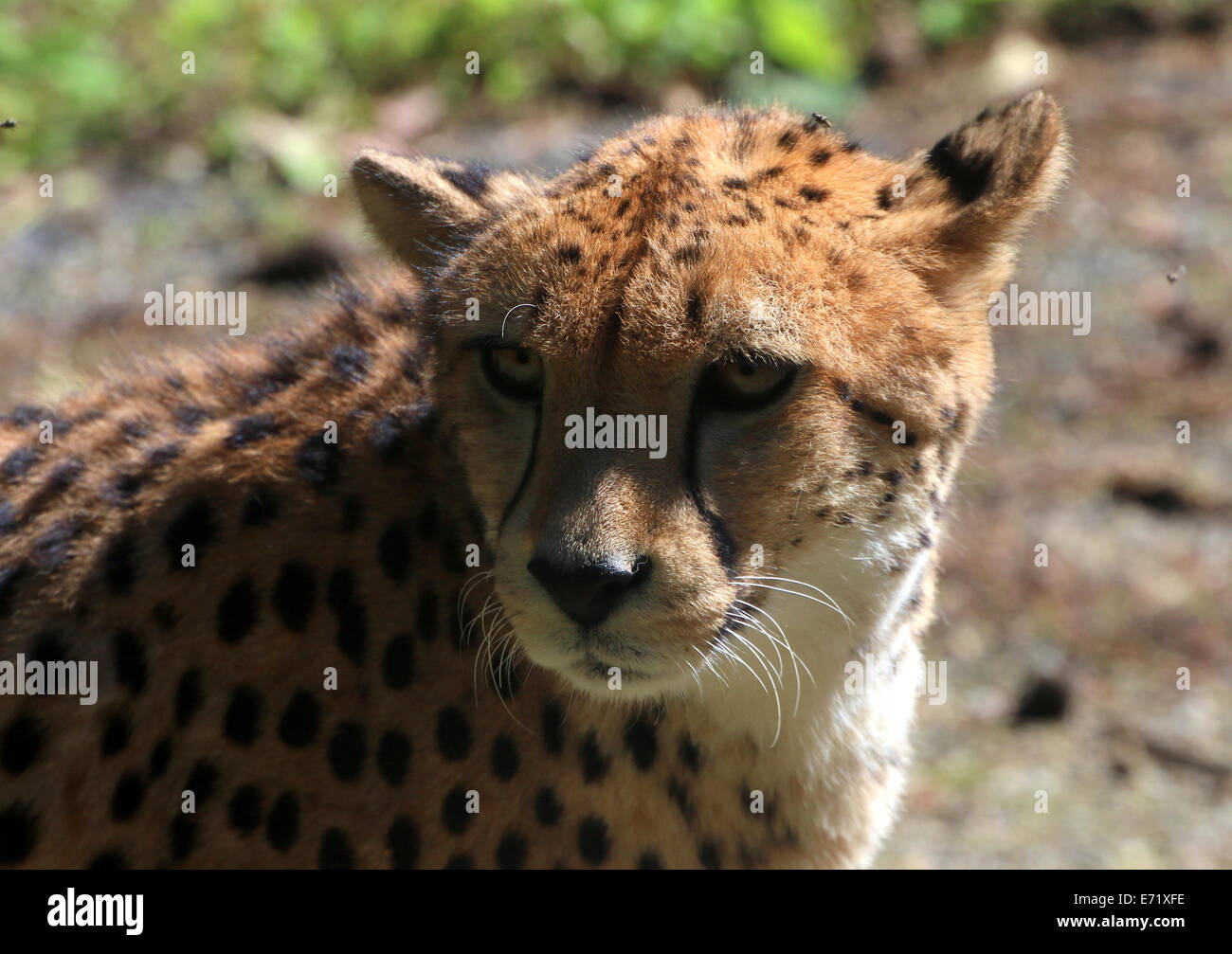Mature female Cheetah (Acinonyx jubatus) portrait Stock Photo