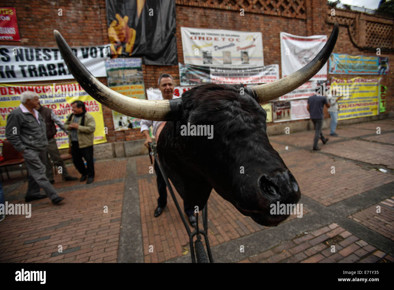 Bogota Colombia 3rd Sep 2014 A Man Conducts A Practice Bull During A Hunger Strike In Favor