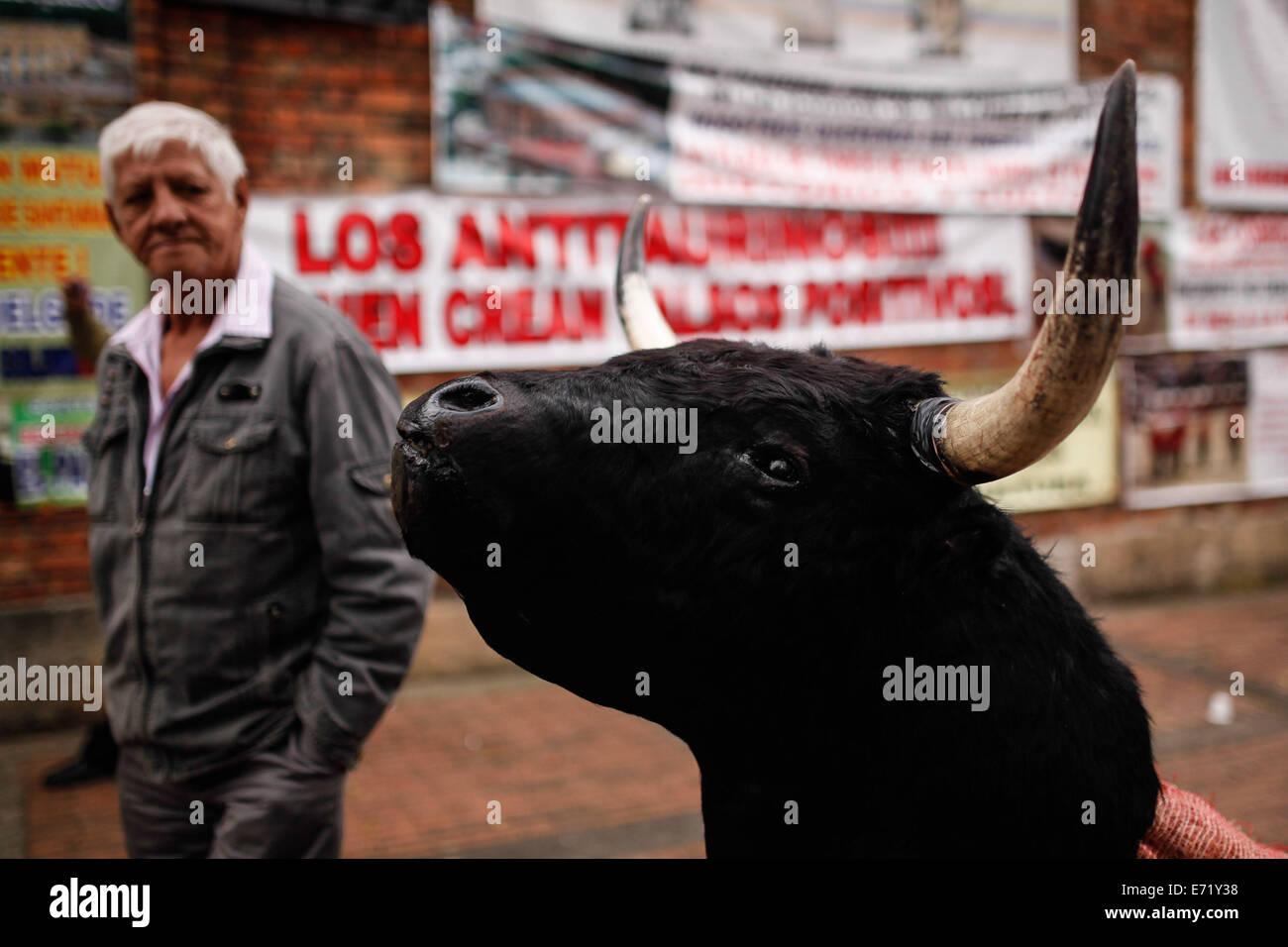 Bogota Colombia 3rd Sep 2014 A Man Looks At The Head Of A Practice Bull During A Hunger