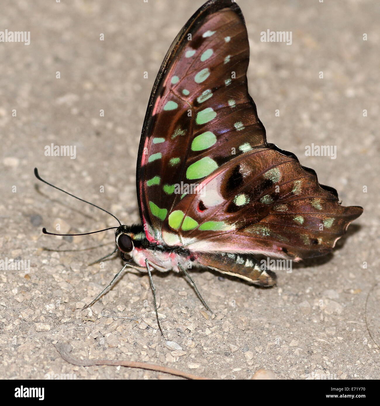 Tailed Green Jay Butterfly (Graphium agamemnon) a.k.a. Green Triangle or Green-spotted Triangle Stock Photo