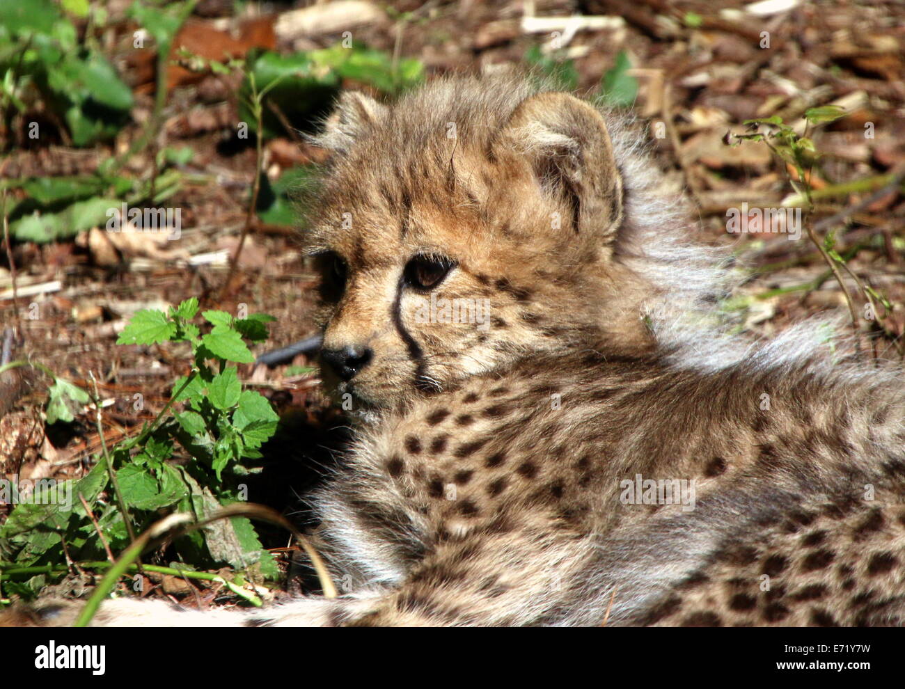 Juvenile 2 month old Cheetah (Acinonyx jubatus) Stock Photo