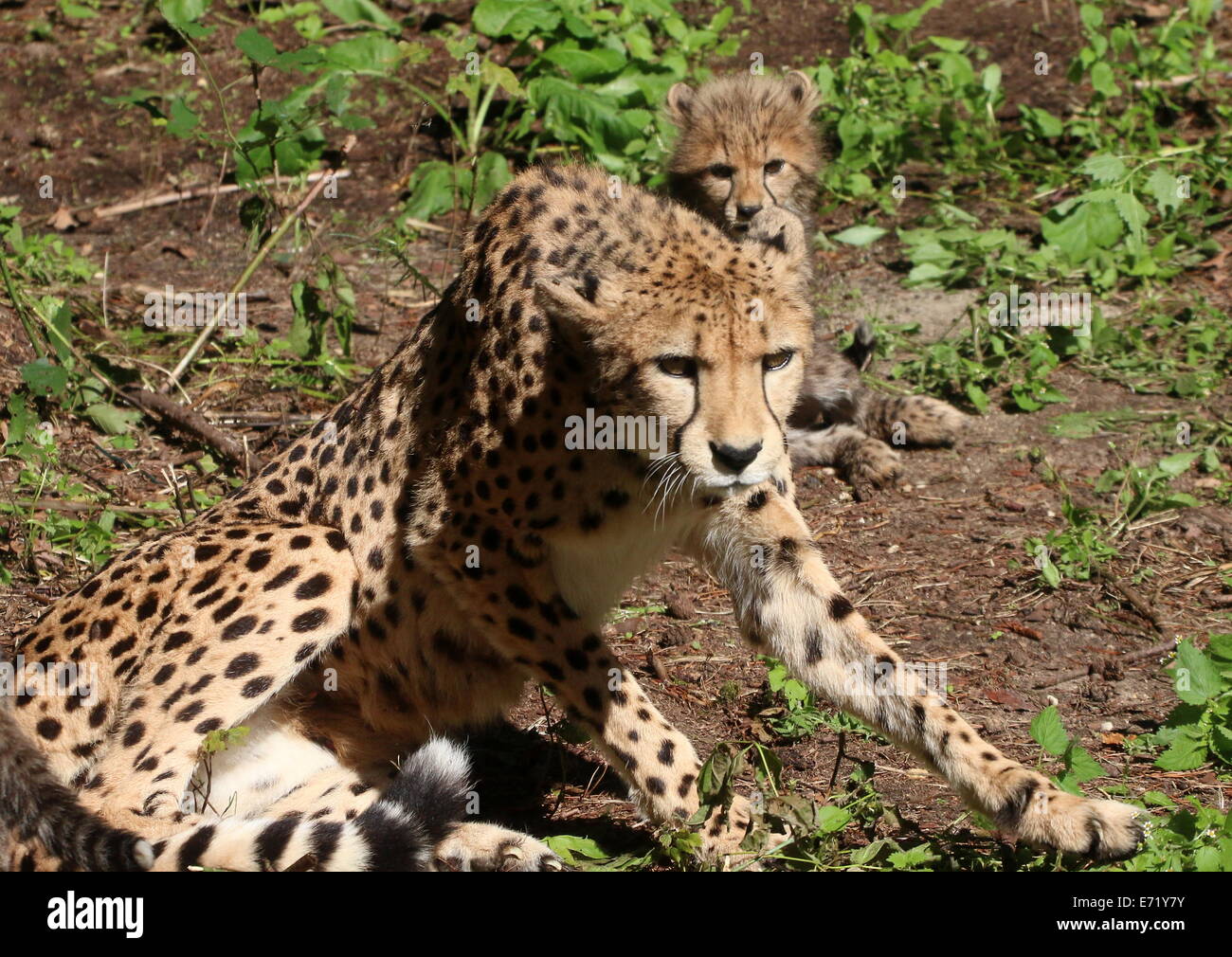 Mature female Cheetah (Acinonyx jubatus) with her offspring Stock Photo