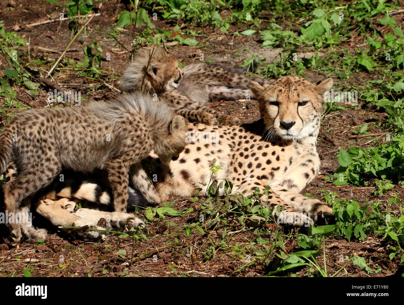 Genus acinonyx hi-res stock photography and images - Alamy