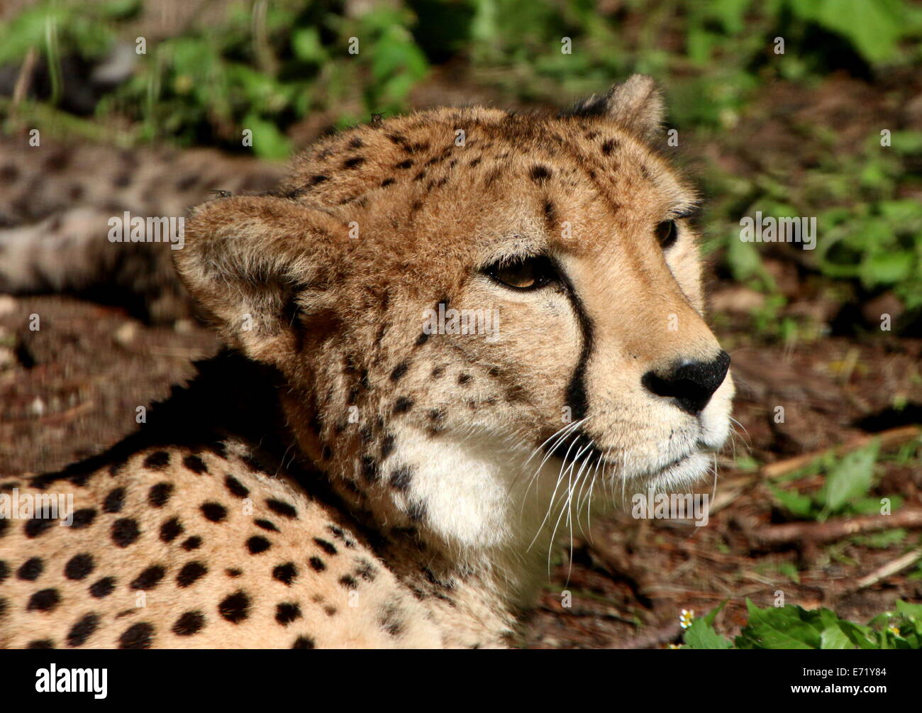 Mature female Cheetah (Acinonyx jubatus) Stock Photo