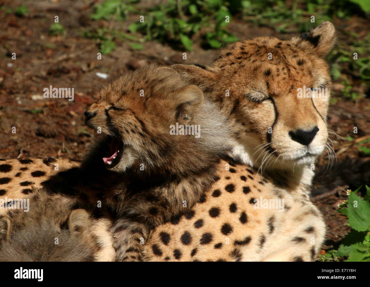 Mature female Cheetah (Acinonyx jubatus) with one of her offspring Stock Photo