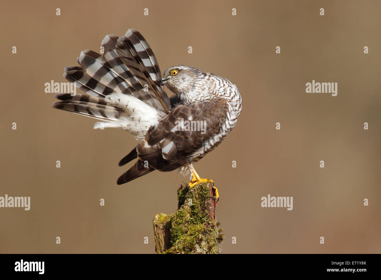 Eurasian Sparrow Hawk or Sparrowhawk (Accipiter nisus), female perched on a tree trunk arranging its feathers Stock Photo
