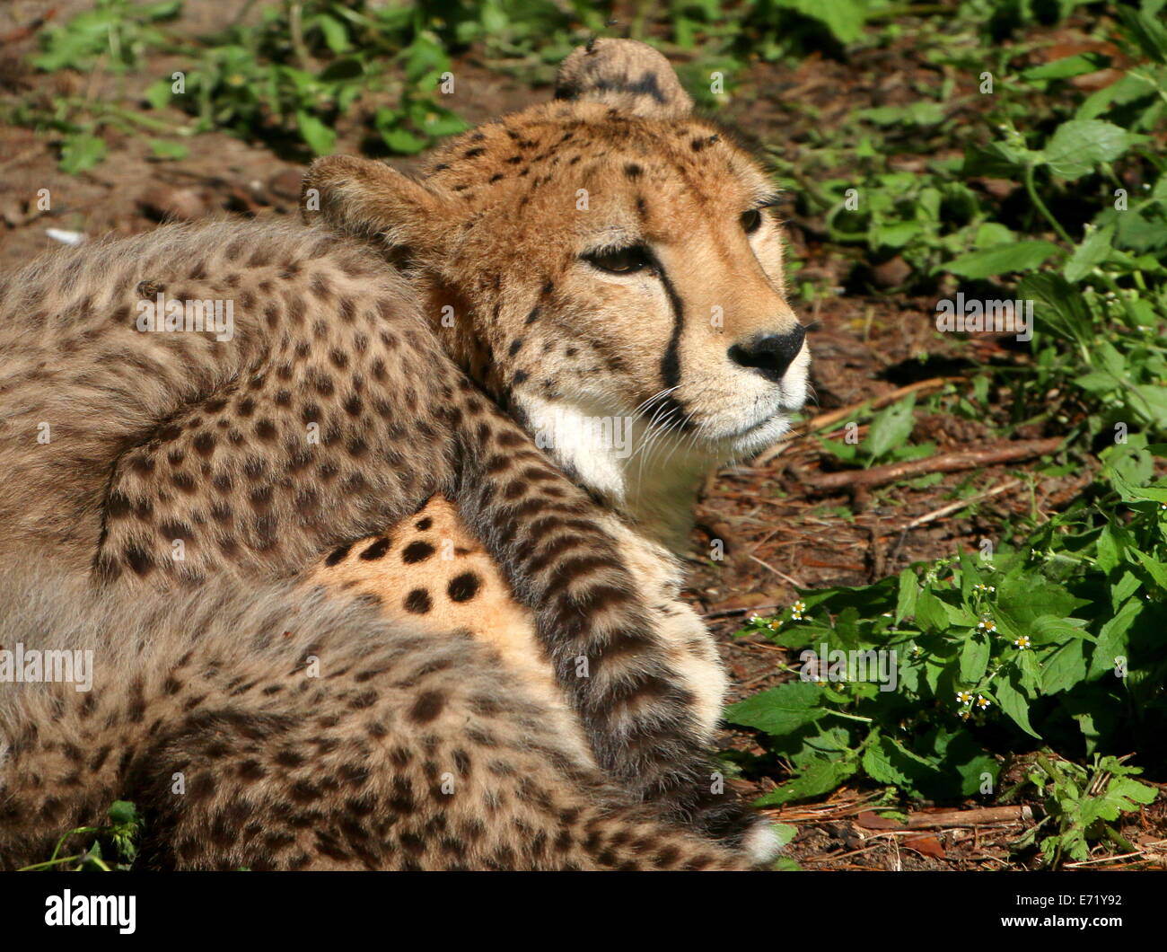 Mature female Cheetah (Acinonyx jubatus) with her offspring Stock Photo