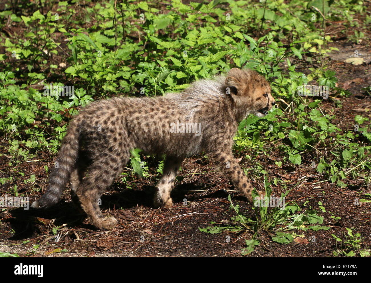 Baby Cheetah (Acinonyx jubatus) , just two months old exploring Stock Photo