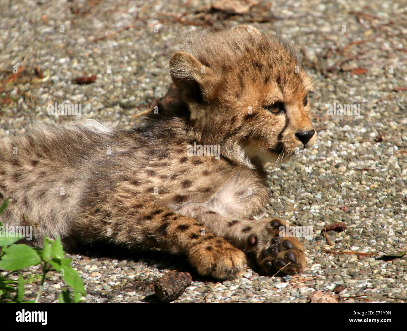 Baby Cheetah (Acinonyx jubatus) , just two months old Stock Photo