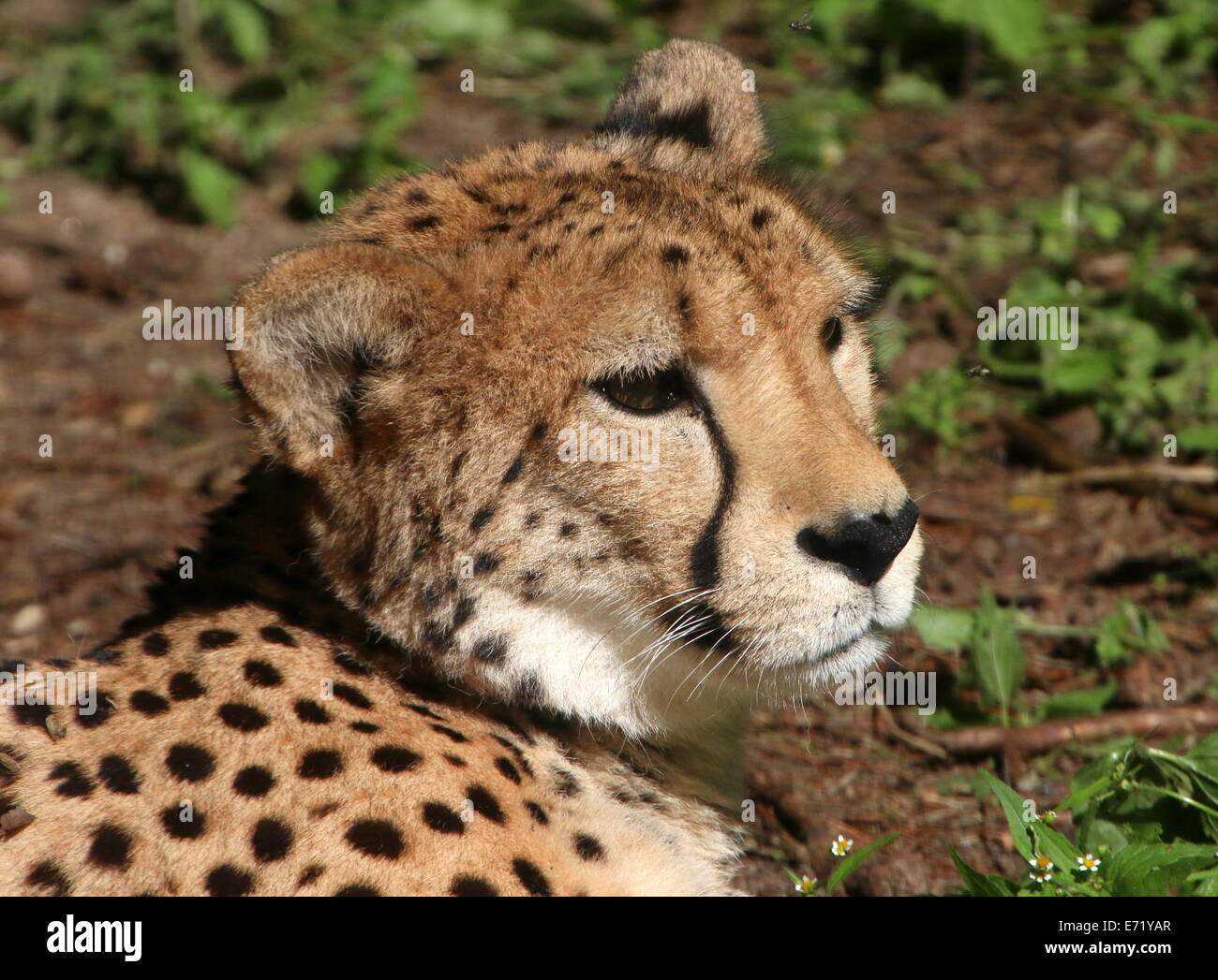 Mature Cheetah (Acinonyx jubatus) close-up of the head Stock Photo