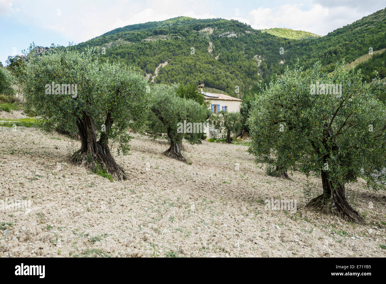 Ancient Olive Trees (Olea europaea), BuislesBaronnies, Drôme, Rhône