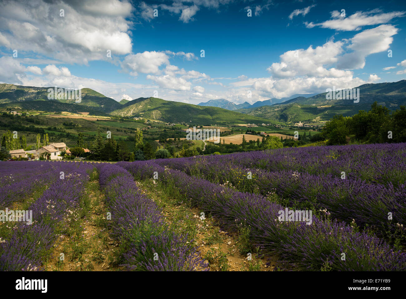 Buis les baronnies hires stock photography and images Alamy