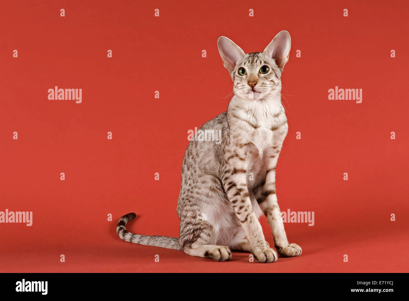 Oriental Shorthair cat Stock Photo Alamy