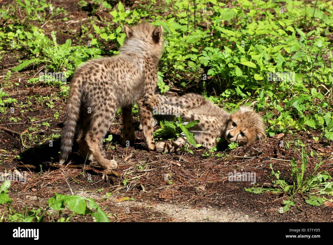 Two young Cheetah (Acinonyx jubatus) whelps playing Stock Photo