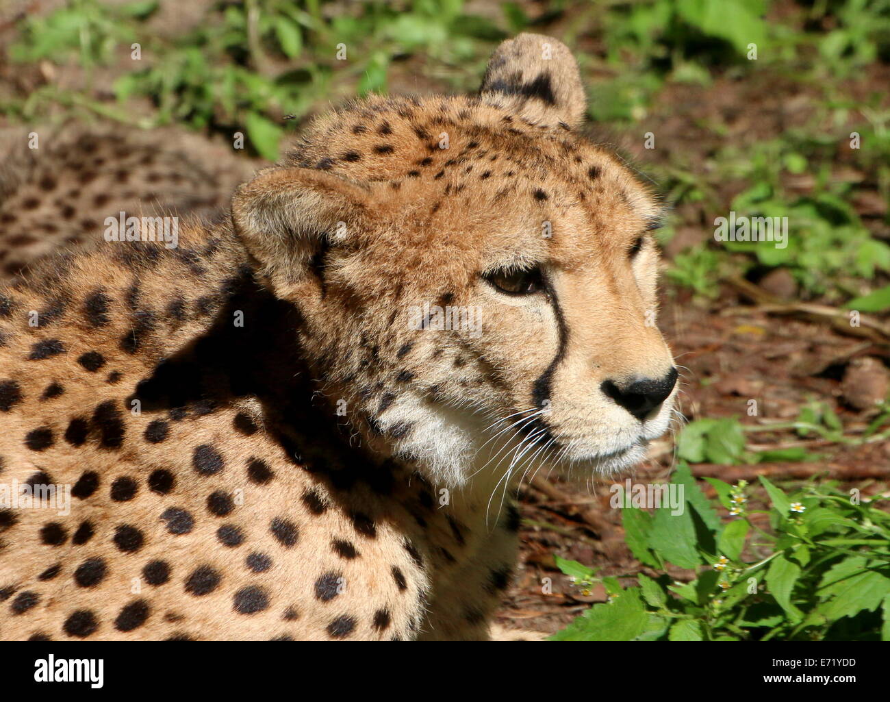 Mature Cheetah (Acinonyx jubatus) portrait Stock Photo
