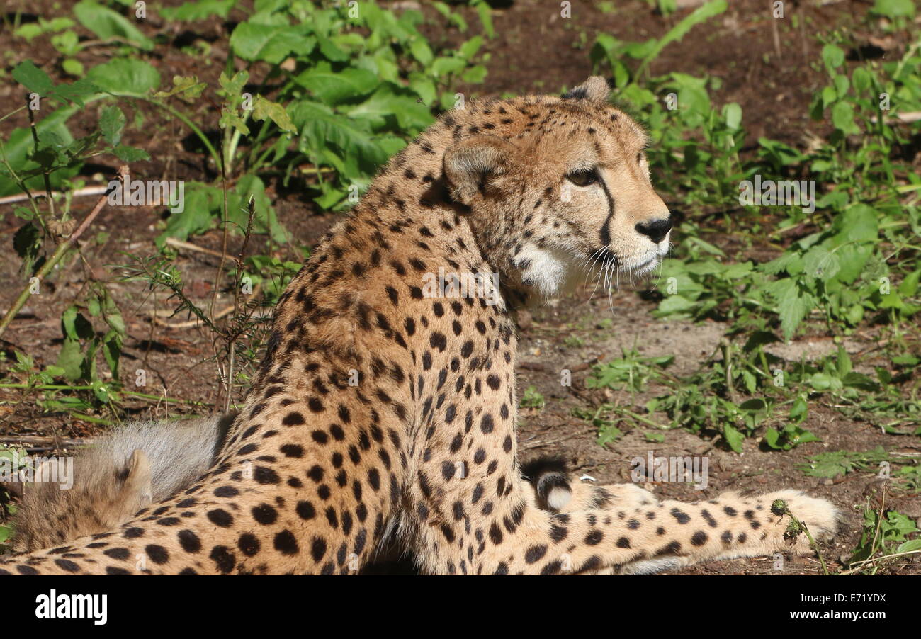 Mature female Cheetah (Acinonyx jubatus) at Burgers Zoo, Arnhem, Netehrlands Stock Photo