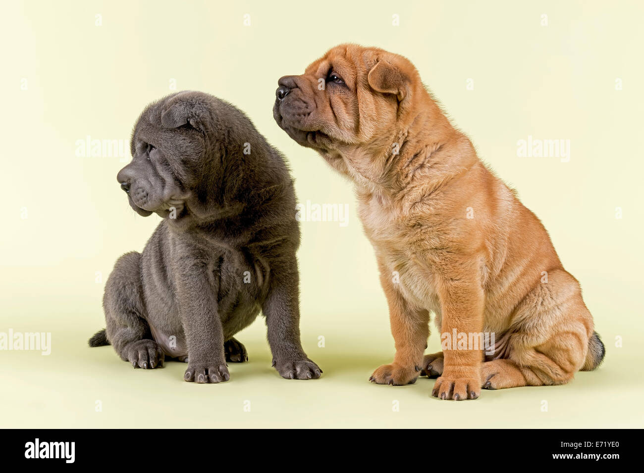Two Shar-Pei puppies, 8 weeks old, male, blue and red Stock Photo