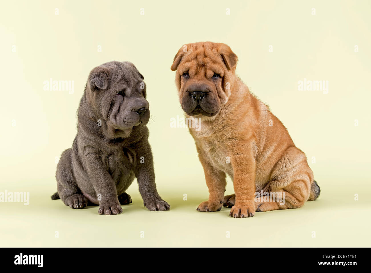 Two Shar-Pei puppies, 8 weeks old, males, blue and red Stock Photo