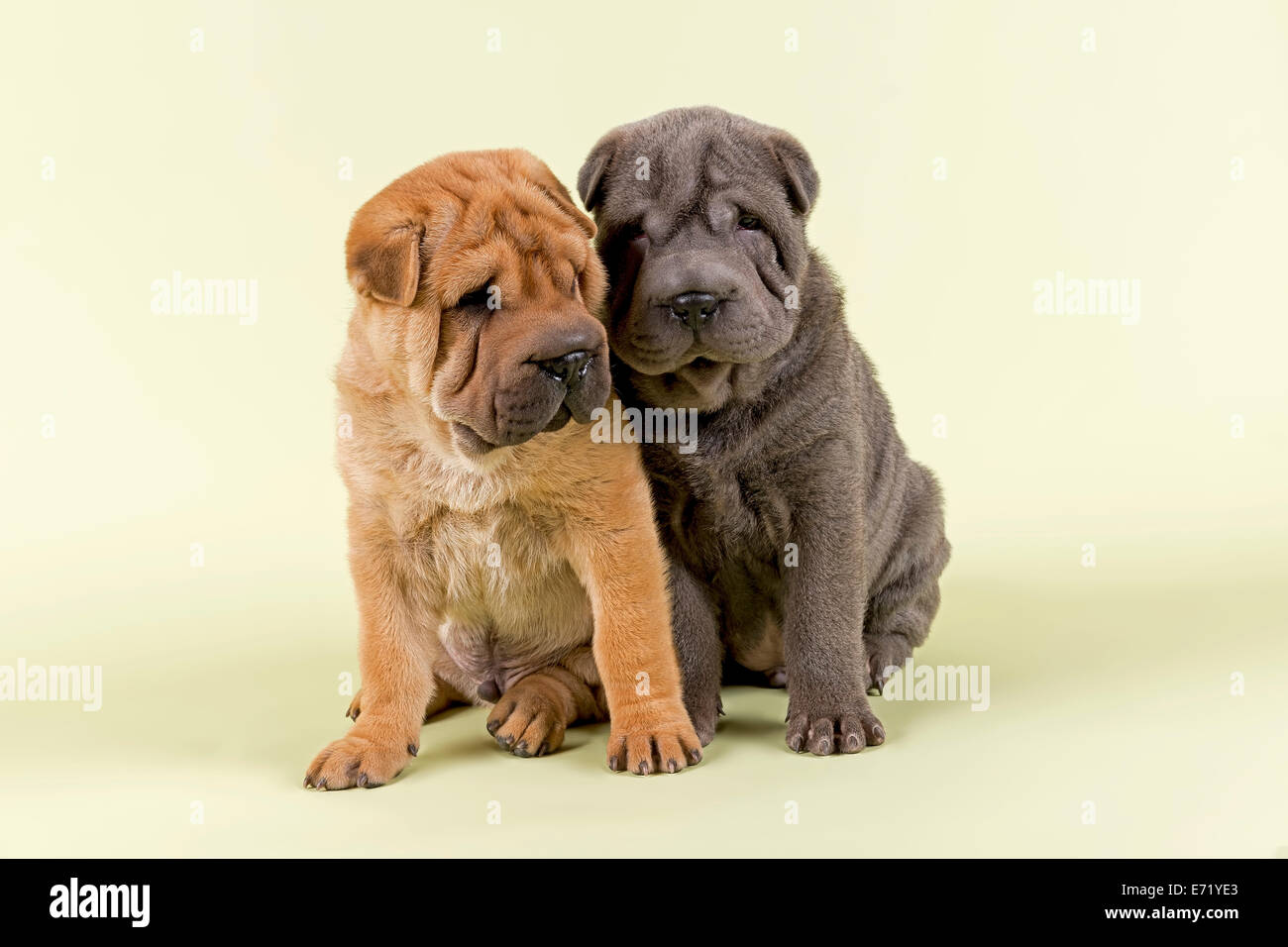 Two Shar-Pei puppies, 8 weeks old, males, red and blue Stock Photo