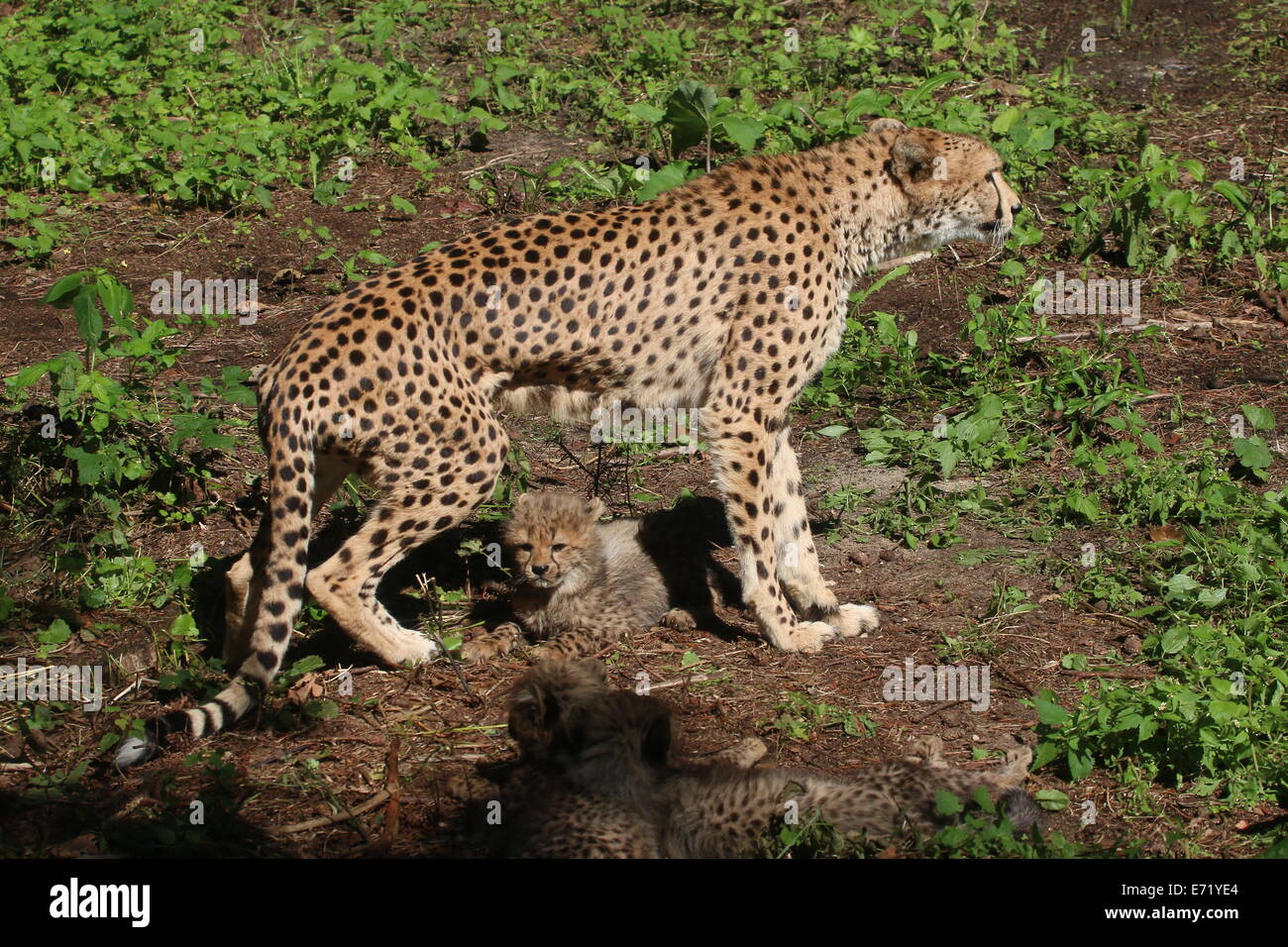 Mature female Cheetah (Acinonyx jubatus) with one of her sextuplet litter Stock Photo