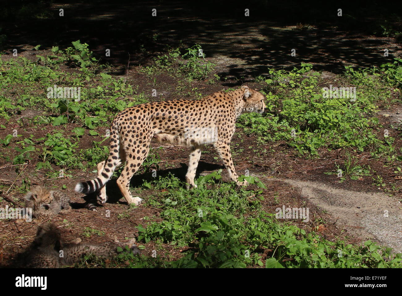 Mature female Cheetah (Acinonyx jubatus) with her offspring Stock Photo ...