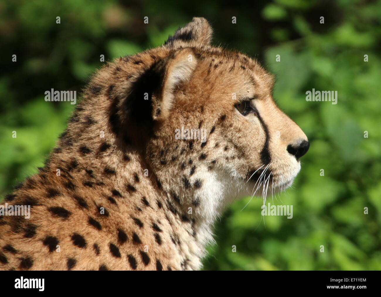 Mature female Cheetah (Acinonyx jubatus) portrait close-up in profile Stock Photo
