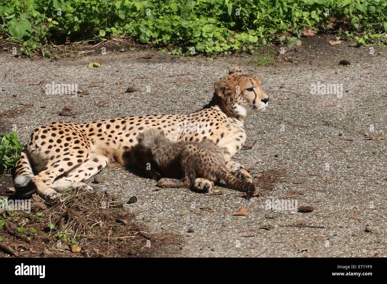 Mature female Cheetah (Acinonyx jubatus) with one of her whelps Stock Photo