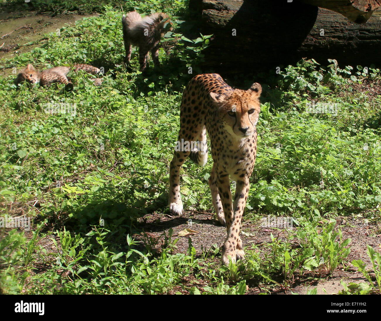 Female cheetas hi-res stock photography and images - Alamy