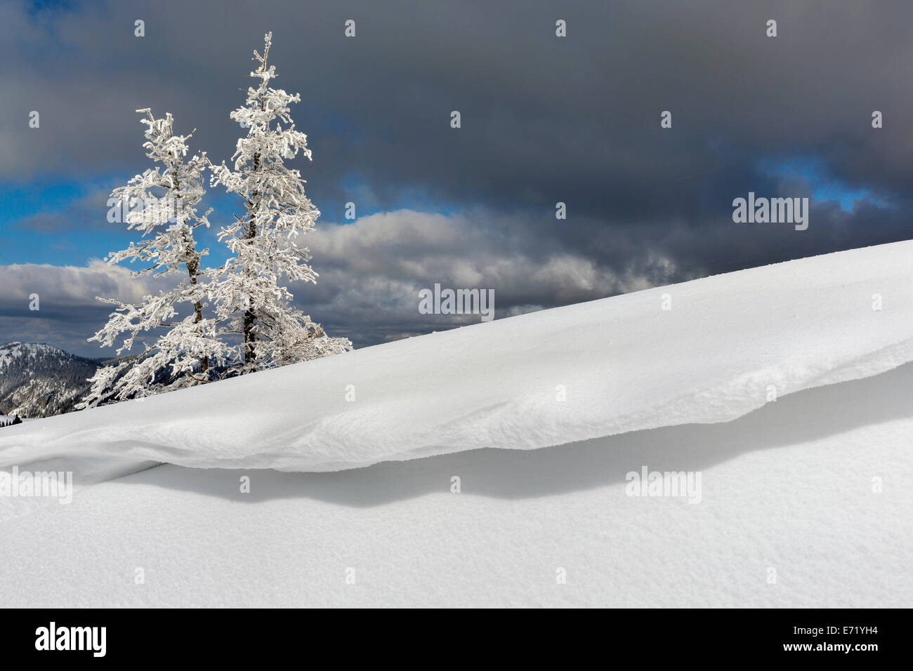 Snow-covered Mountain Pines (Pinus mugo) with overhanging snow at Mt Wildkamm, Niederalpl, Mürzsteg Alps, Styria, Austria Stock Photo