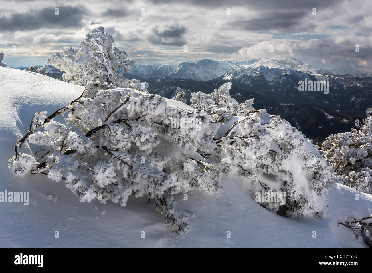 Snow-covered Mountain Pines (Pinus mugo) with the Hochschwab Range, Mt Wildkamm, Niederalpl, Mürzsteg Alps, Styria, Austria Stock Photo