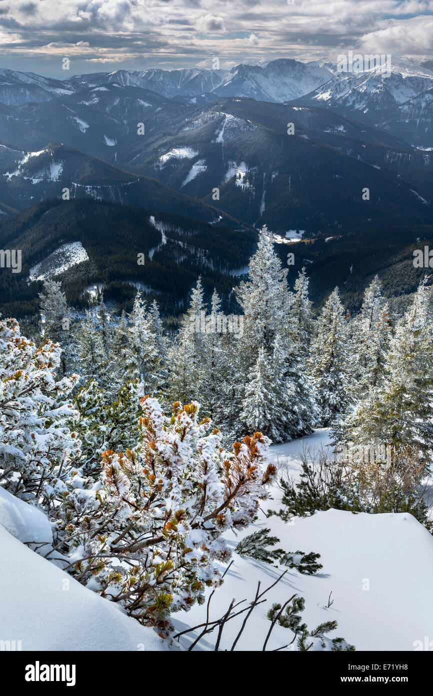 Snow-covered mountain forest, Mountain Pines (Pinus mugo) on Mt Wildkamm with the Hochschwab Range, Niederalpl, Mürzsteg Alps Stock Photo