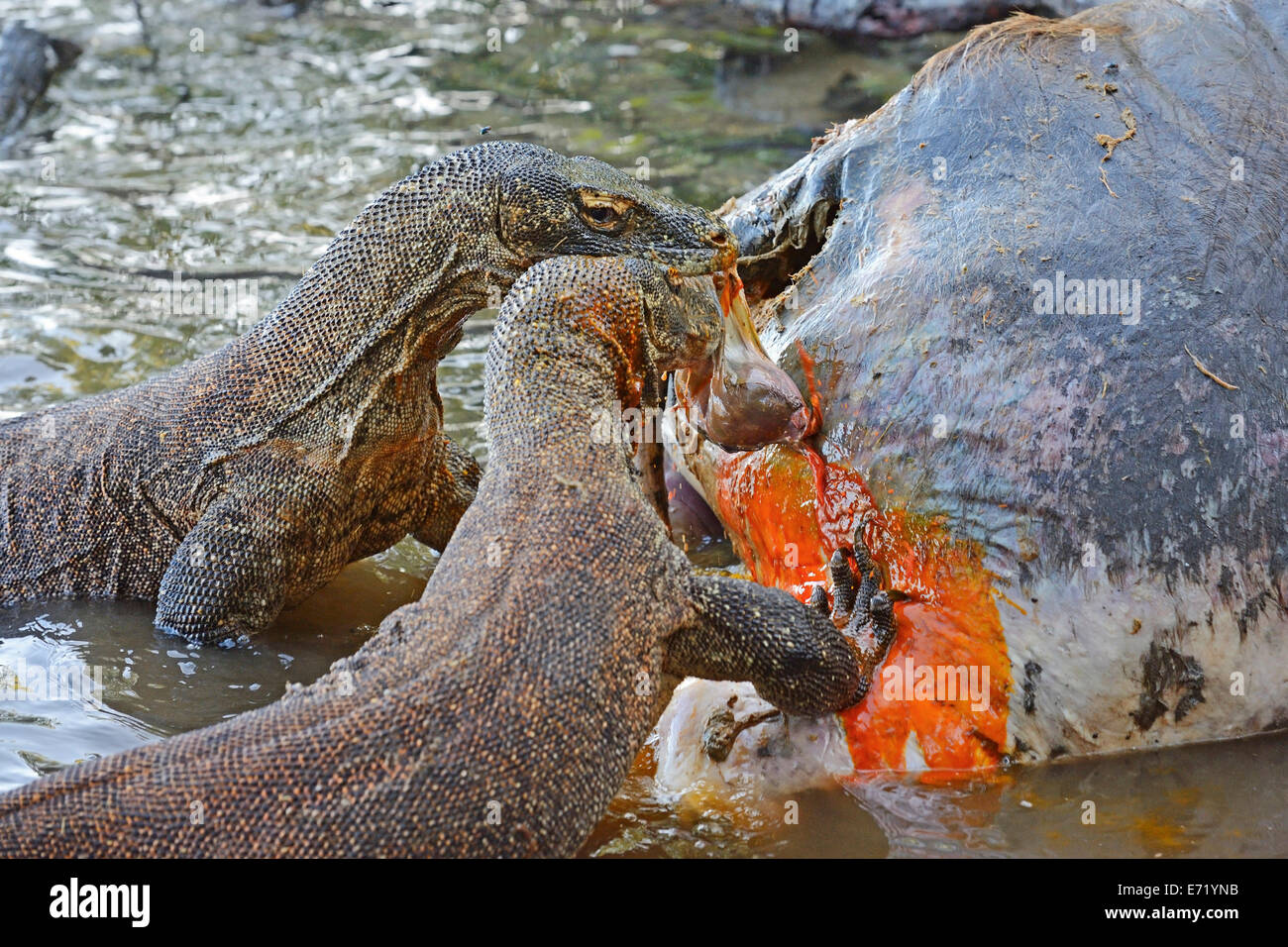 Komodo Dragons (Varanus komodoensis) feeding on the carcass of a wild buffalo that died in the mangrove area, Rinca Island Stock Photo