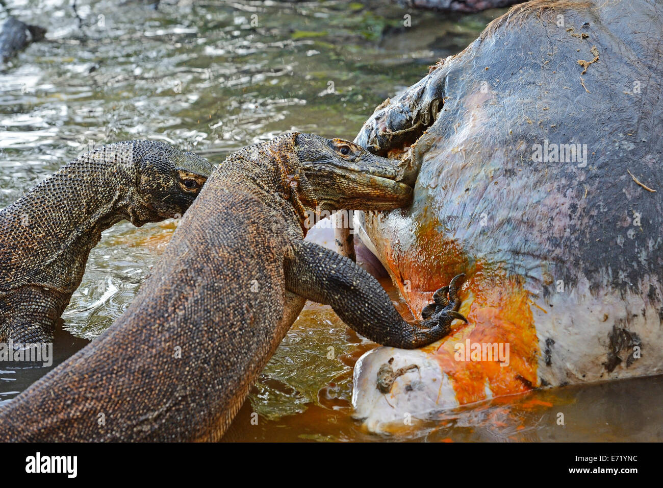 Komodo Dragons (Varanus komodoensis) feeding on the carcass of a wild buffalo that died in the mangrove area, Rinca Island Stock Photo