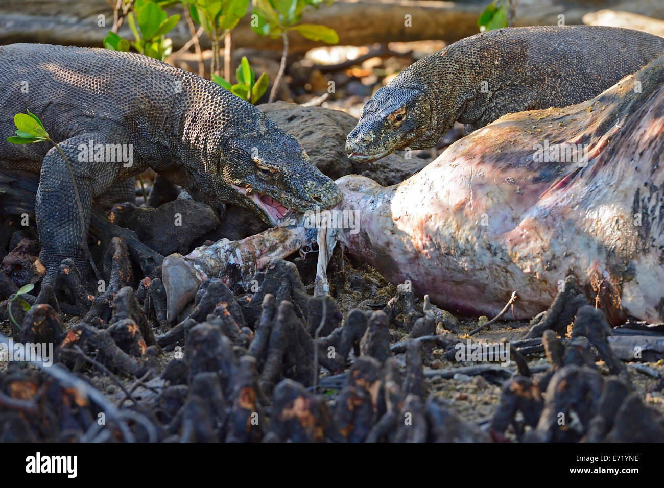 Komodo Dragons (Varanus komodoensis) feeding on the carcass of a wild buffalo that died in the mangrove area, Rinca Island Stock Photo
