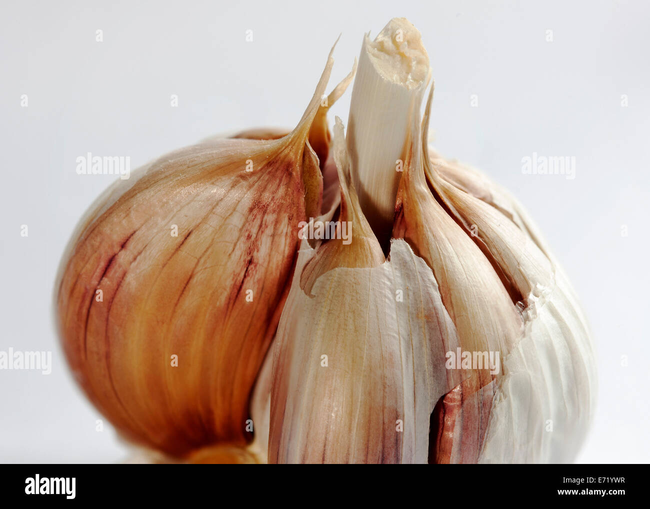 A bulb of garlic Stock Photo Alamy