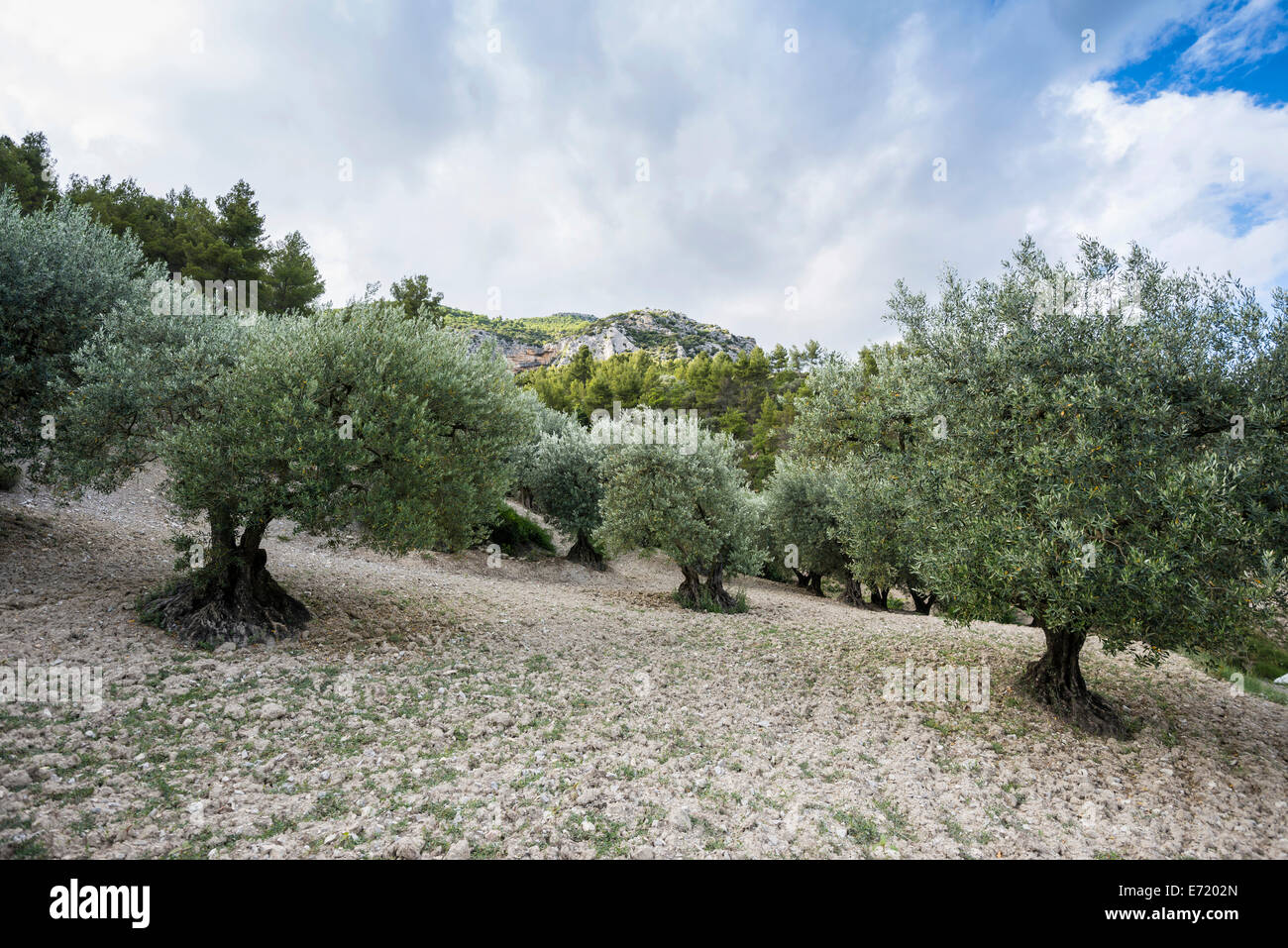 Ancient Olive Trees (Olea europaea), BuislesBaronnies, Drôme, Rhône