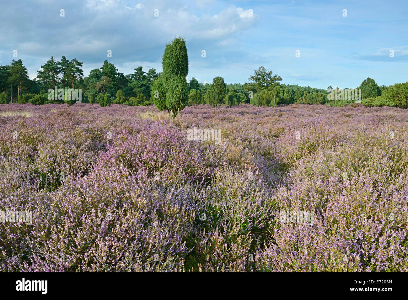 Heather in bloom in a juniper grove, Emsland, Lower Saxony, Germany Stock Photo