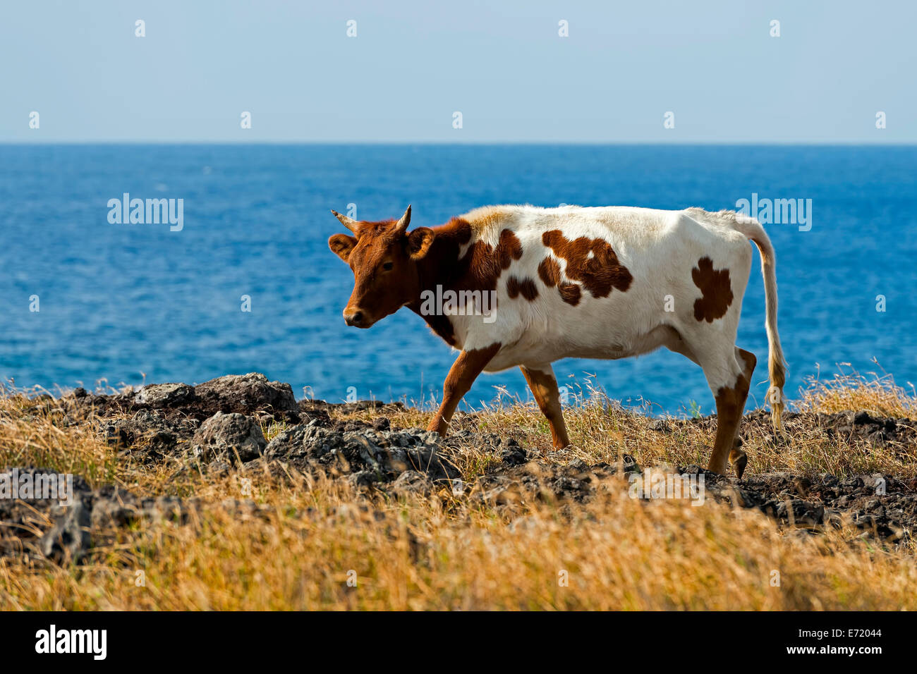 Cattle on the Pacific coast, Easter Island, Chile Stock Photo